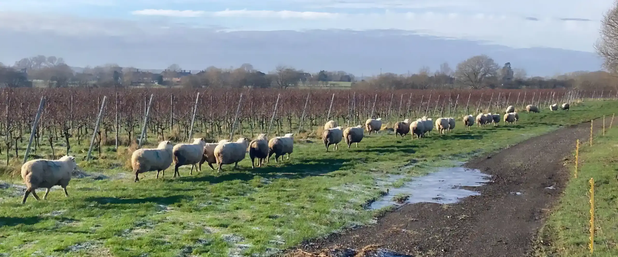 Sheep marching along a vineyard
