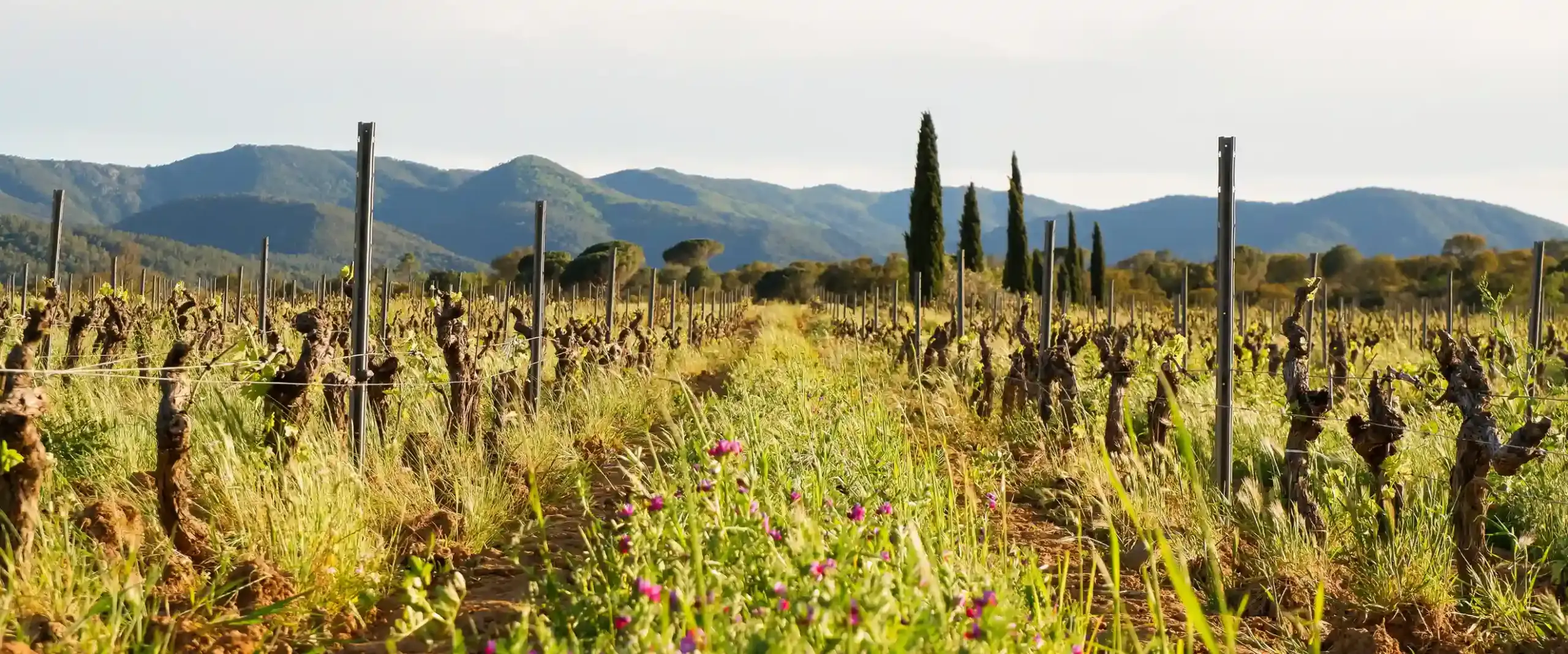 Rows of grapes and wildflowers