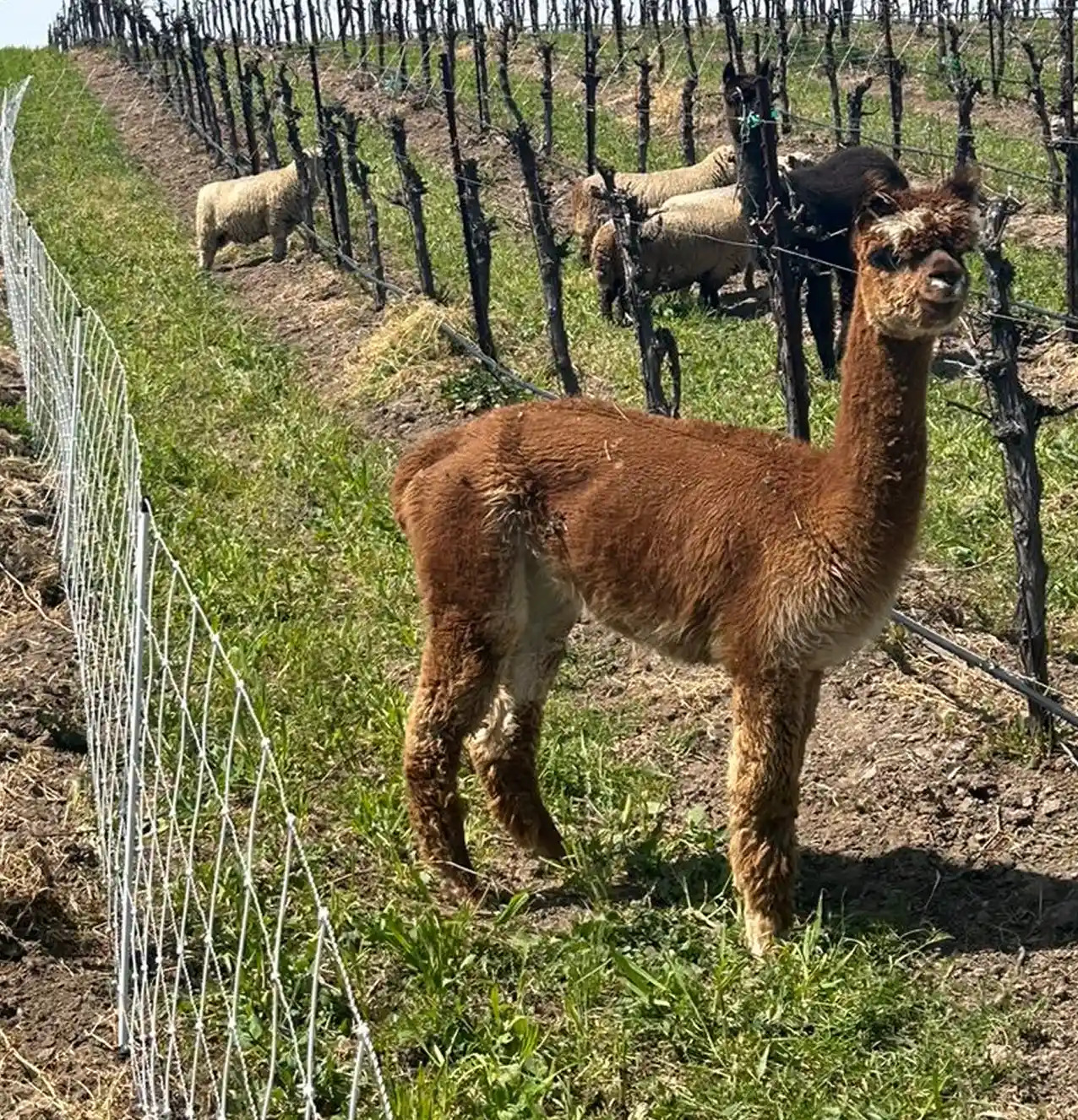 Animals integrated into a vineyard
