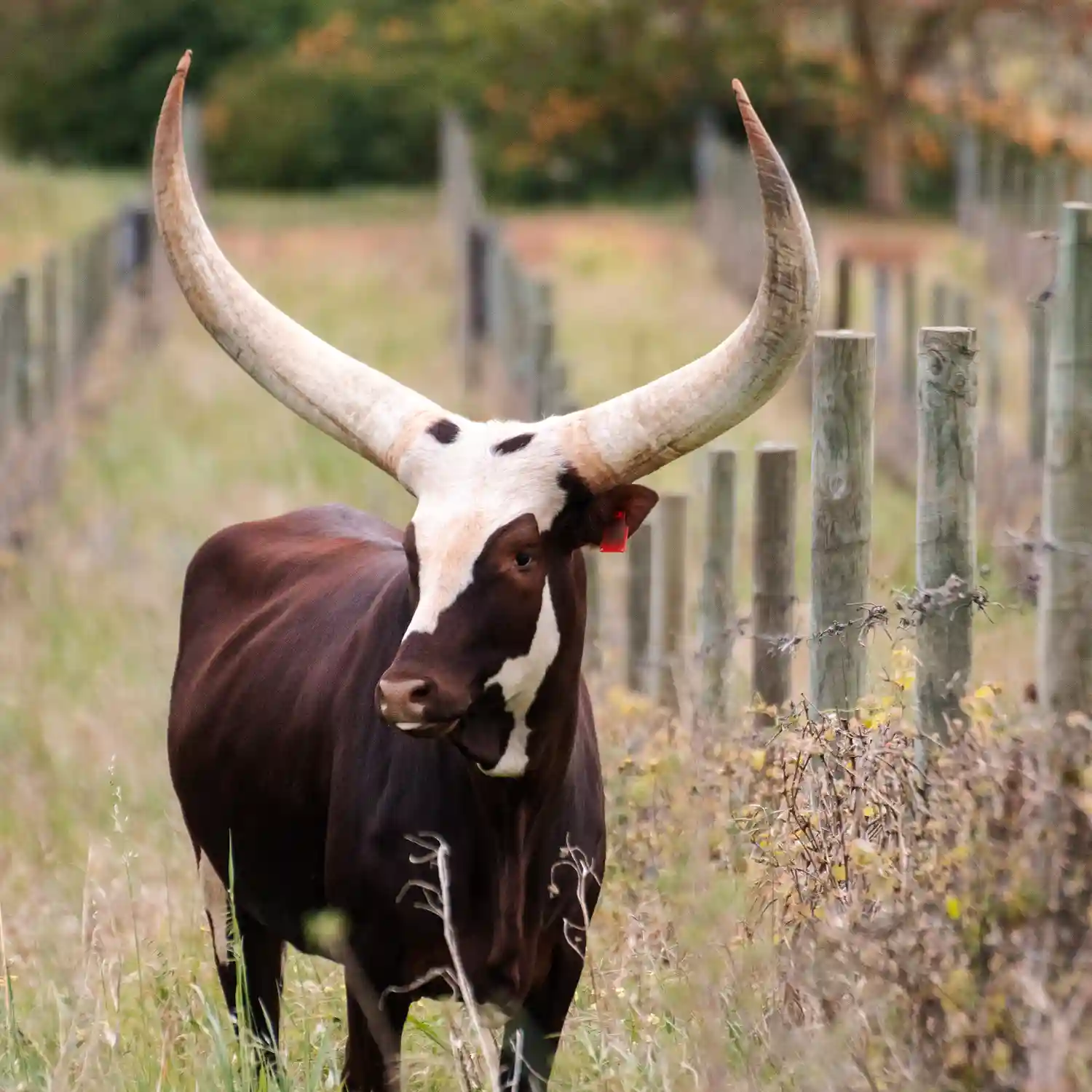 Long-horned cow in a field